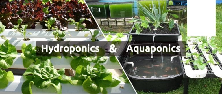 Aquaponics and Hydroponics